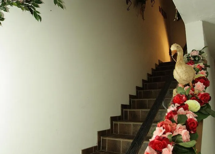 سيبنسيون كنابينهوف